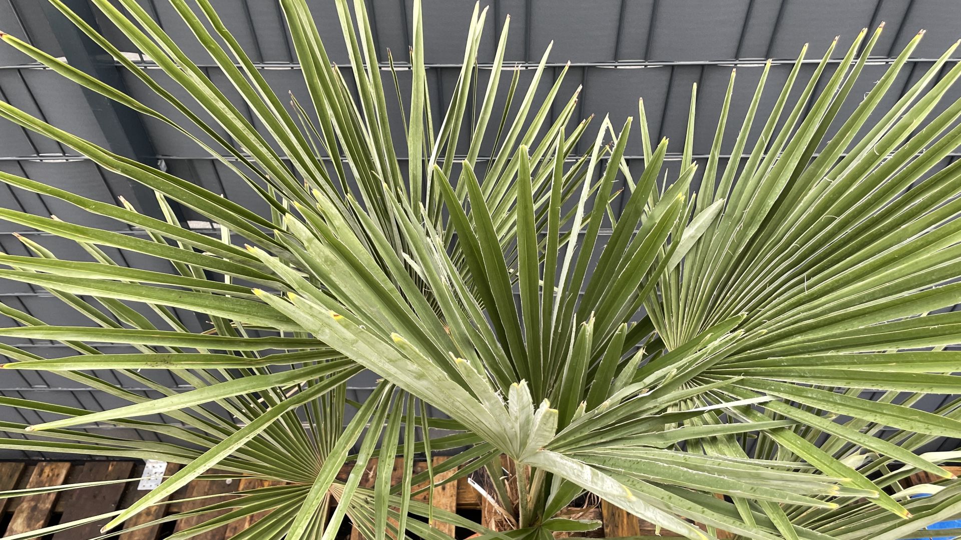 Trachycarpus fortunei Chinesische Hanfpalme 150160cm TCF150160